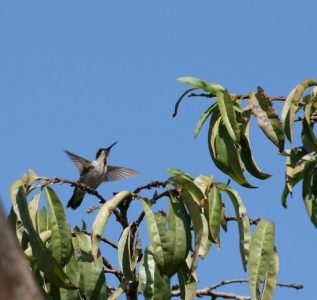 Spring Trips and spring arrives in Alabama Image